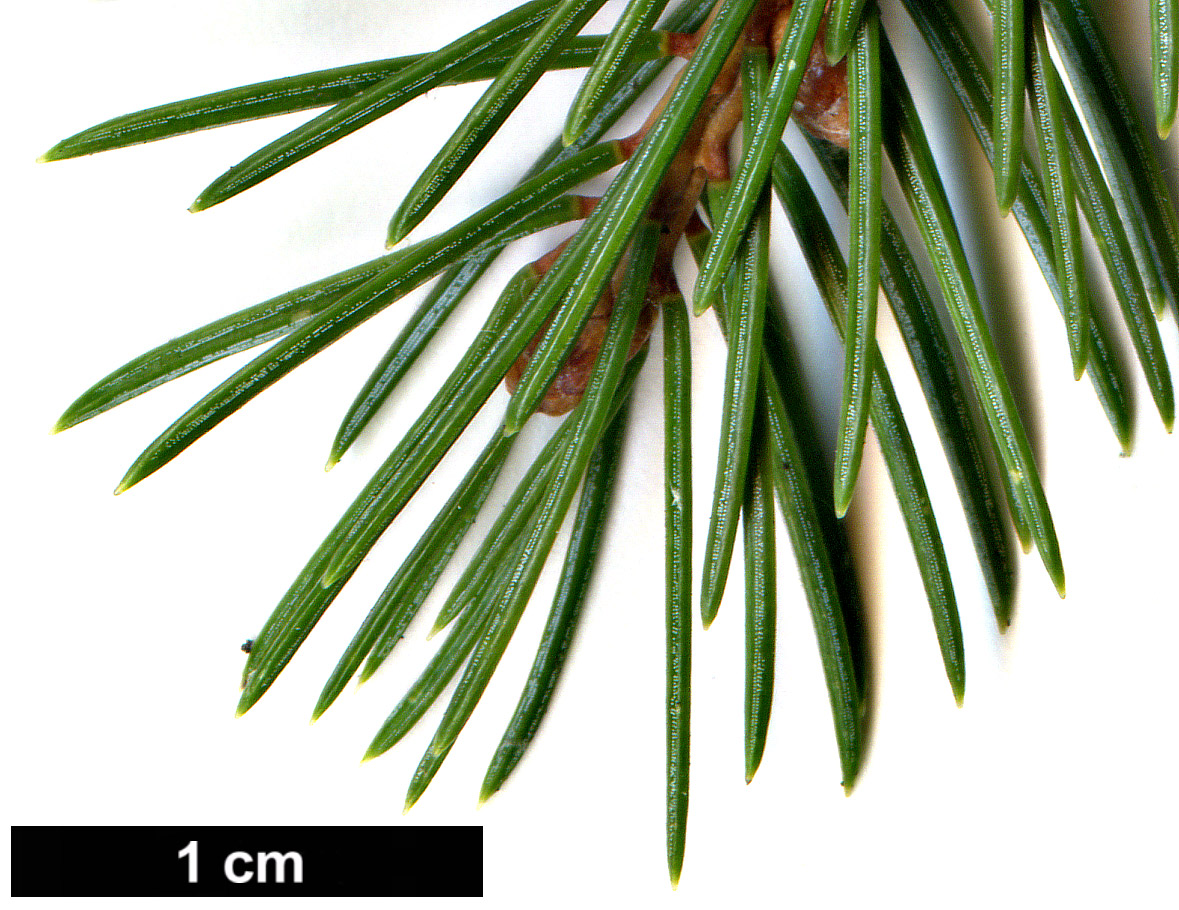 High resolution image: Family: Pinaceae - Genus: Picea - Taxon: alcoquiana - SpeciesSub: var. acicularis High resolution image: Family: Pinaceae - Genus: Picea - Taxon: alcoquiana - SpeciesSub: var. acicularis
